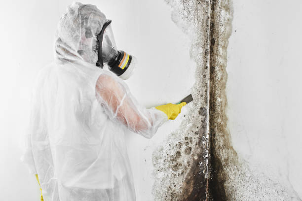 Best Post-Flood Mold Remediation in New Hyde Park, NY