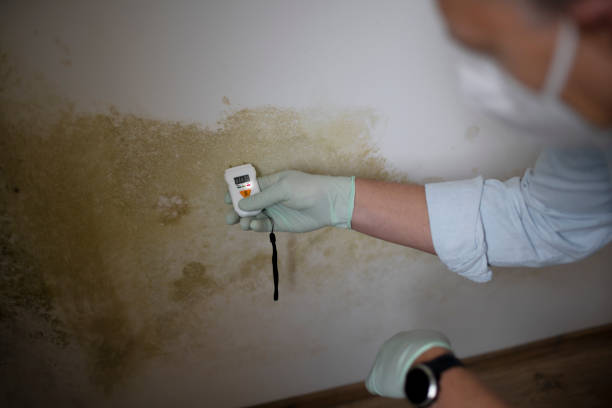 Best HVAC Mold Remediation in New Hyde Park, NY