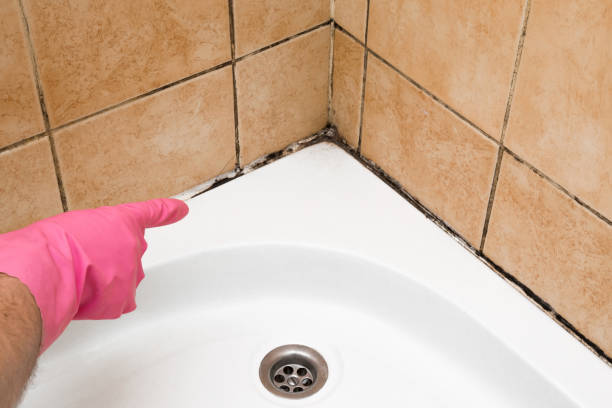 Best Bathroom Mold Remediation in New Hyde Park, NY